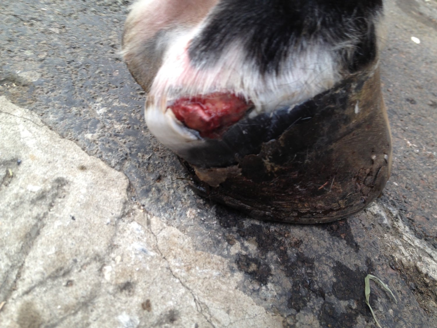 Help! My Horse's Wound is Near a Joint – The Horse