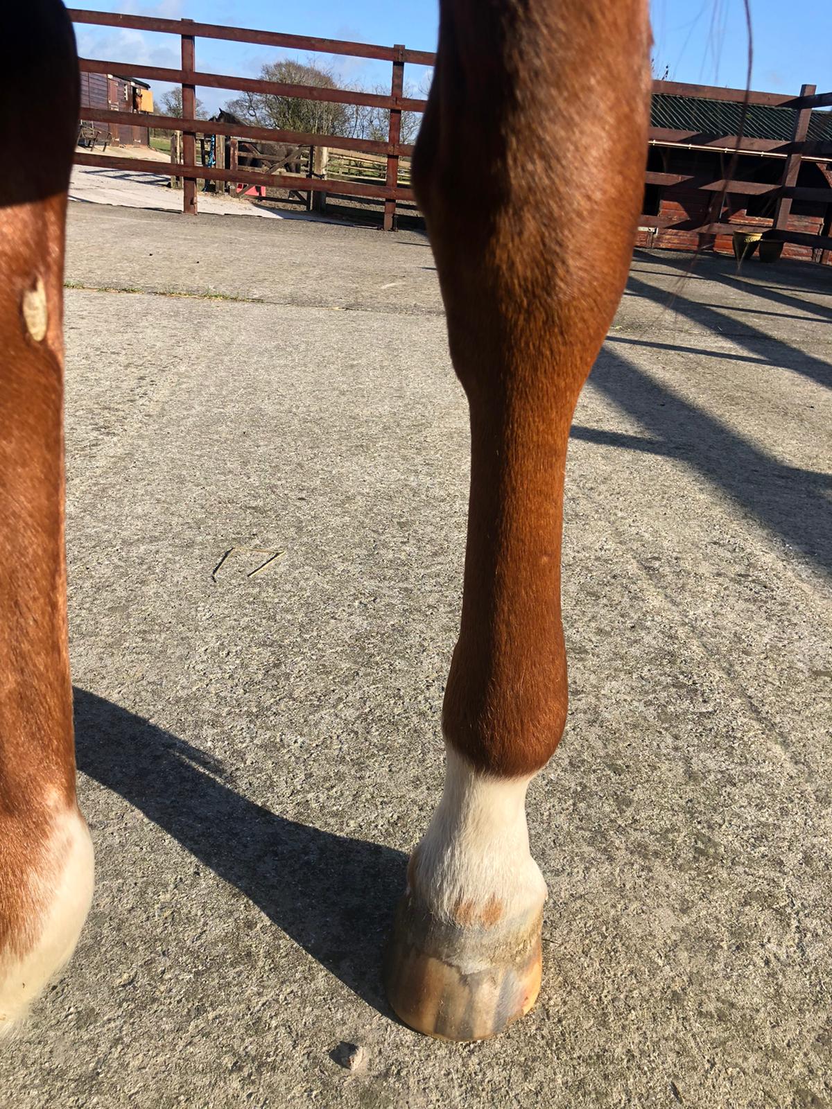 What is elephant leg, cellulitis or lymphangitis in horses? - The Horse Hub