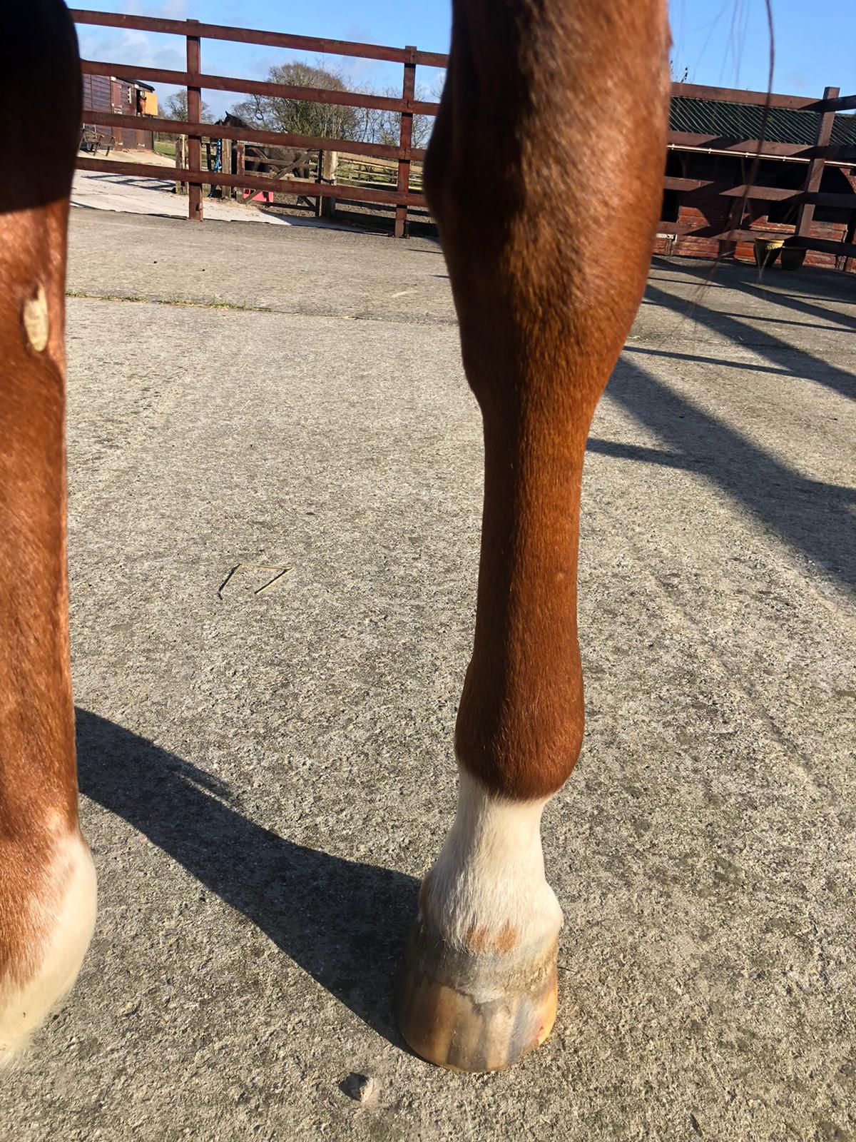 What is elephant leg, cellulitis or lymphangitis in horses? - The Horse Hub What is elephant leg, cellulitis or lymphangitis in horses? - The Horse Hub